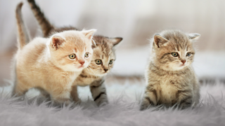 Three kittens on a white rug